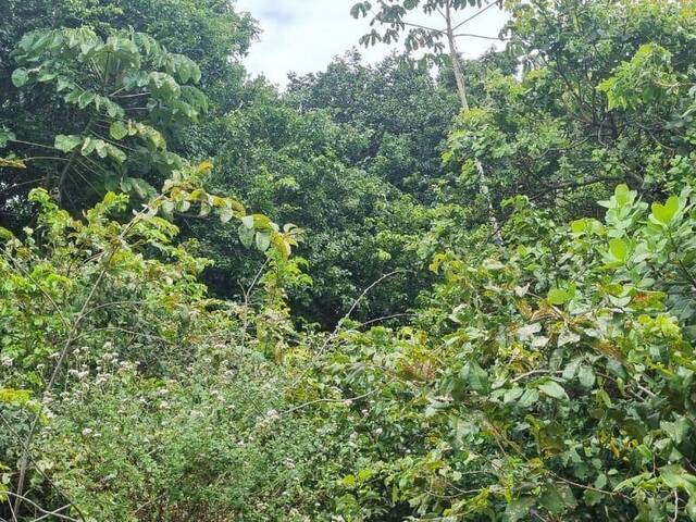 Terreno para Venda em Tibau do Sul - 5