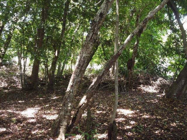 Terreno para Venda em Tibau do Sul - 4