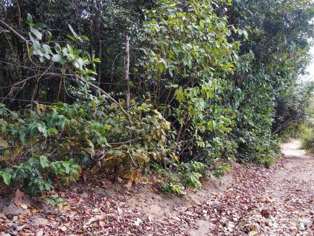 Terreno para Venda em Tibau do Sul - 4