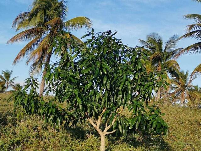 #T-572 - Terreno para Venda em Canguaretama - RN