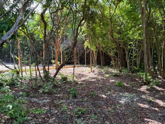 Terreno para Venda em Tibau do Sul - 4