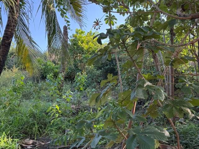 Terreno para Venda em Tibau do Sul - 5
