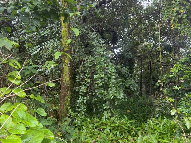 Terreno para Venda em Tibau do Sul - 4