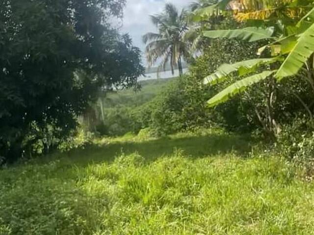 Terreno para Venda em Senador Georgino Avelino - 3