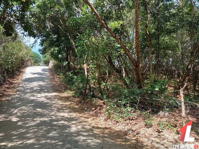 Terreno para Venda em Tibau do Sul - 4