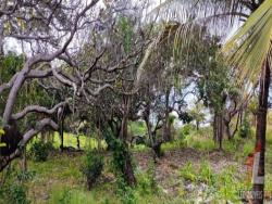 #T-185 - Terreno para Venda em Tibau do Sul - RN