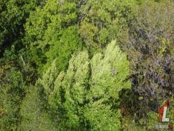 Terreno para Venda em Tibau do Sul - 5