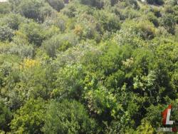 Terreno para Venda em Tibau do Sul - 4