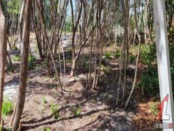Terreno para Venda em Tibau do Sul - 4