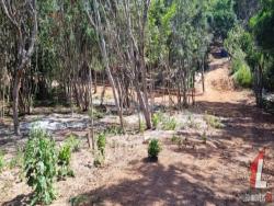 Terreno para Venda em Tibau do Sul - 5