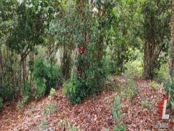 Terreno para Venda em Tibau do Sul - 5