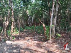 #T-346 - Terreno para Venda em Tibau do Sul - RN