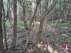 Terreno para Venda em Tibau do Sul - 5