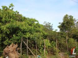 Terreno para Venda em Tibau do Sul - 5